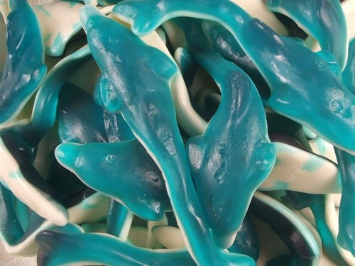 Giant dolphins blue white - blue,